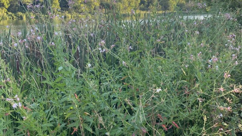 Pottawatomie County State Lake #1 - Westmoreland, KS