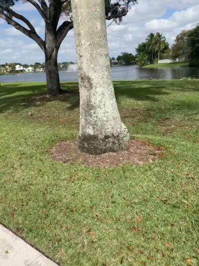 Bonaventure Park - Weston, FL