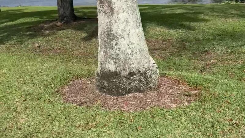 Bonaventure Park - Weston, FL