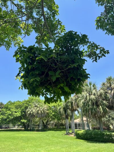 Country isles park - Weston, FL