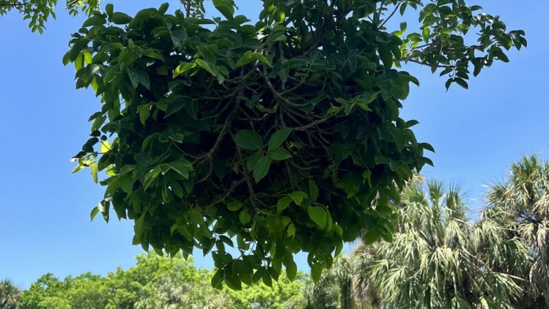 Country isles park - Weston, FL