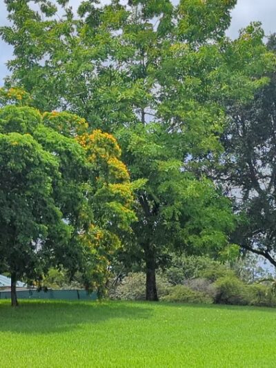 Gator Run Park - Weston, FL