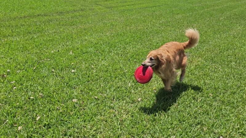 Windmill Ranch Park - Weston, FL
