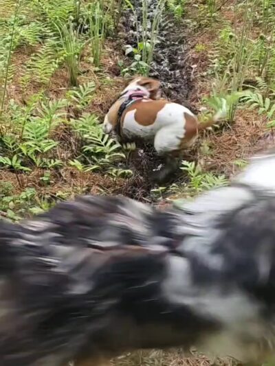 Reservoir Walking Trail / Weston - Weston, MA