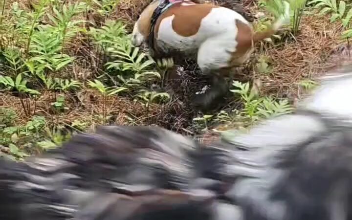 Reservoir Walking Trail / Weston - Weston, MA