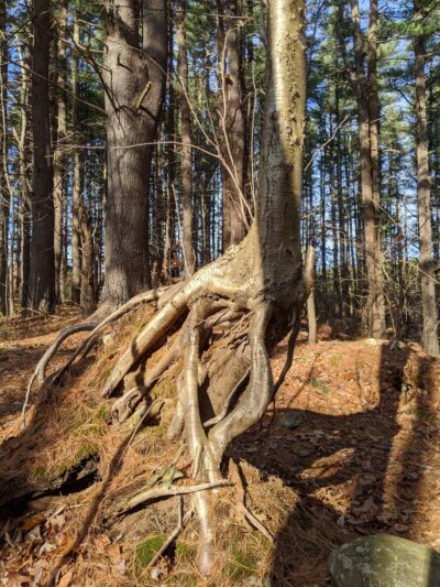 Reservoir Walking Trail / Weston - Weston, MA