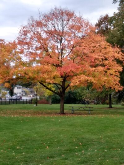 Rathje Park - Wheaton, IL