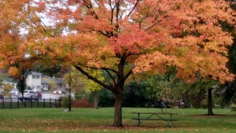 Rathje Park - Wheaton, IL