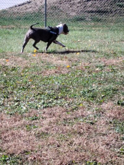 Hollenback Park - Wilkes-Barre, PA