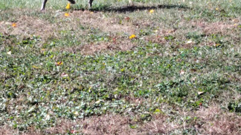 Hollenback Park - Wilkes-Barre, PA