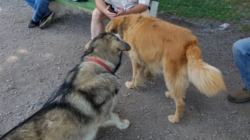 Hollenback Park - Wilkes-Barre, PA