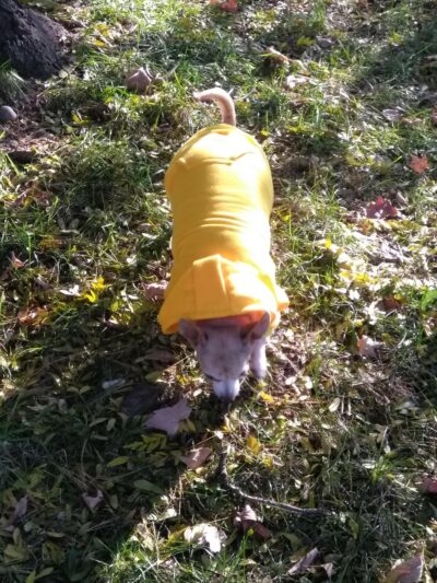 Huber Park - Wilkes-Barre, PA