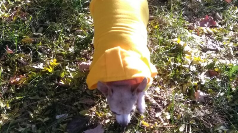 Huber Park - Wilkes-Barre, PA