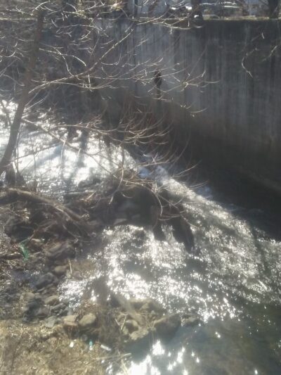 Scouton Lee Park - Wilkes-Barre, PA