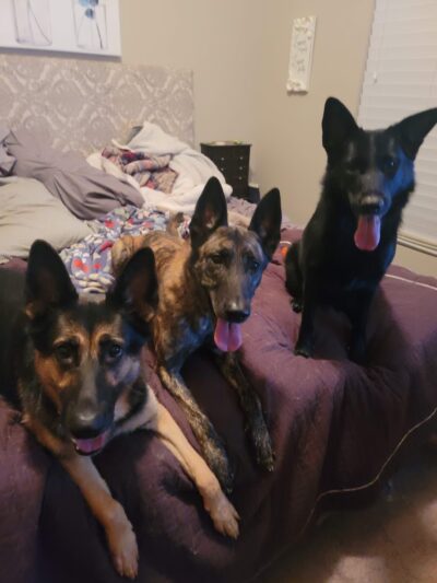 K-9 Korner Inc - Wilkes-Barre Township, PA