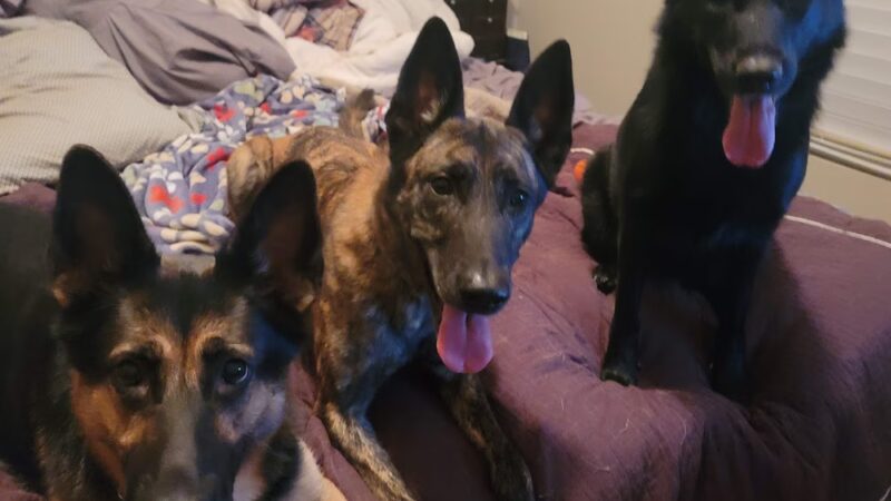 K-9 Korner Inc - Wilkes-Barre Township, PA