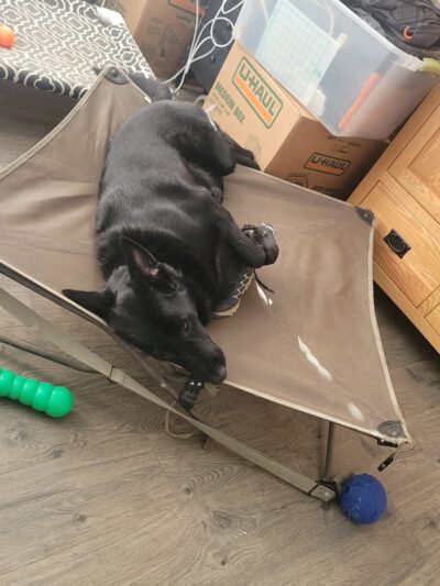 K-9 Korner Inc - Wilkes-Barre Township, PA