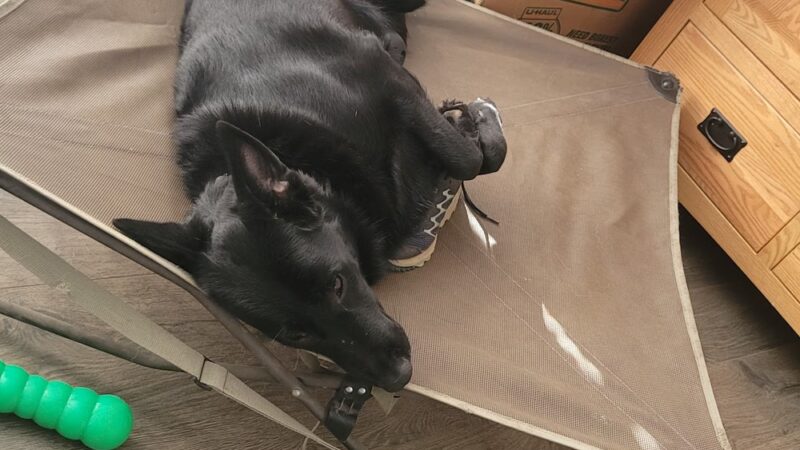 K-9 Korner Inc - Wilkes-Barre Township, PA