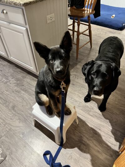 K-9 Korner Inc - Wilkes-Barre Township, PA