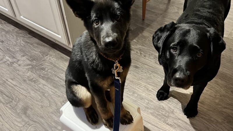 K-9 Korner Inc - Wilkes-Barre Township, PA