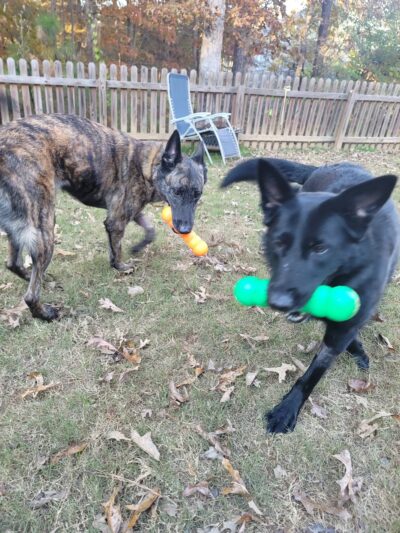 K-9 Korner Inc - Wilkes-Barre Township, PA