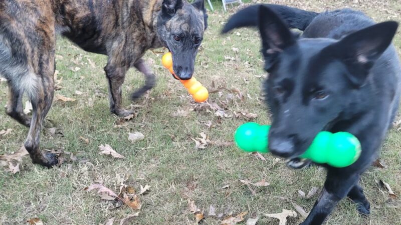 K-9 Korner Inc - Wilkes-Barre Township, PA