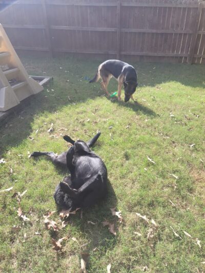 K-9 Korner Inc - Wilkes-Barre Township, PA