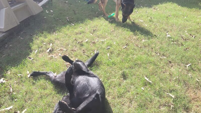 K-9 Korner Inc - Wilkes-Barre Township, PA