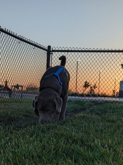 Dog Park at Love’s Travel Stops - Williams, CA