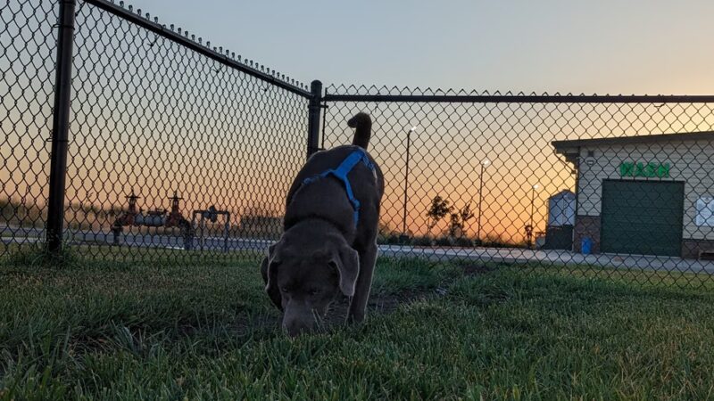 Dog Park at Love’s Travel Stops - Williams, CA