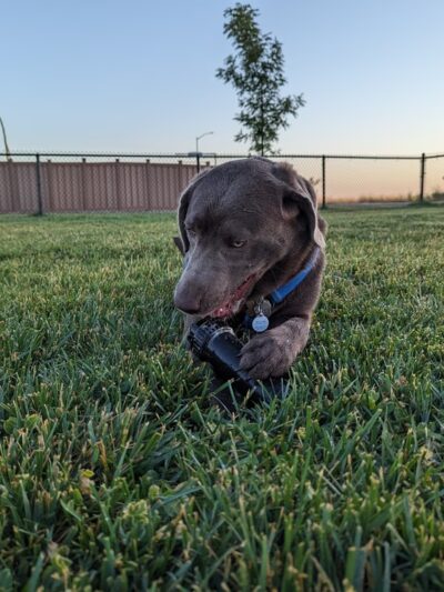 Dog Park at Love’s Travel Stops - Williams, CA