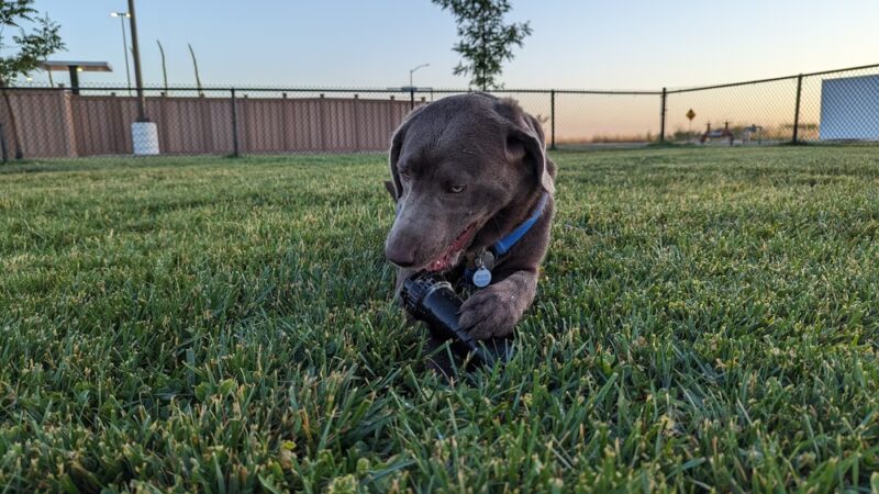Dog Park at Love’s Travel Stops - Williams, CA