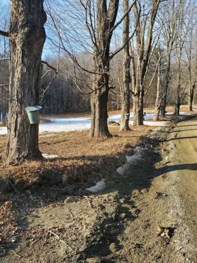 Hopkins Memorial Forest - Williamstown, MA