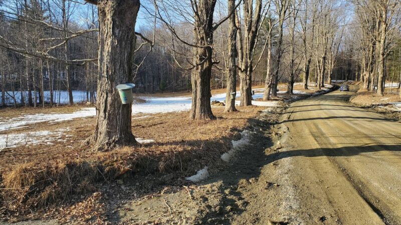 Hopkins Memorial Forest - Williamstown, MA