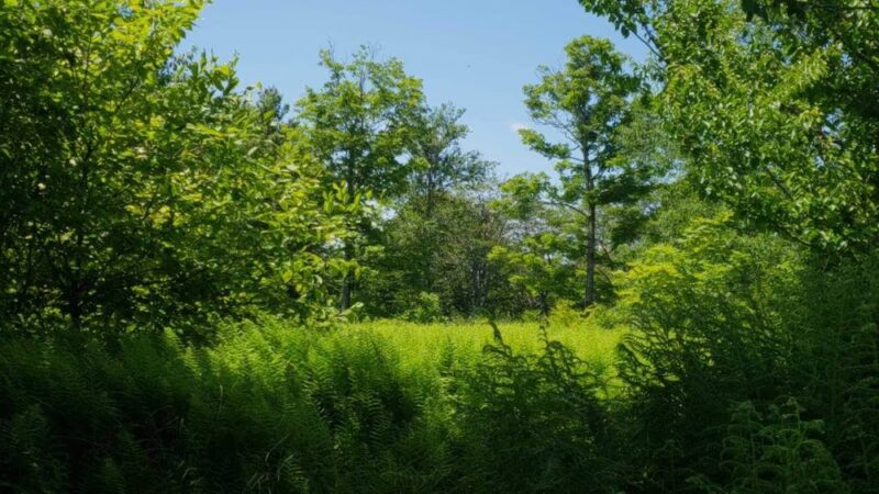 Hopkins Memorial Forest - Williamstown, MA