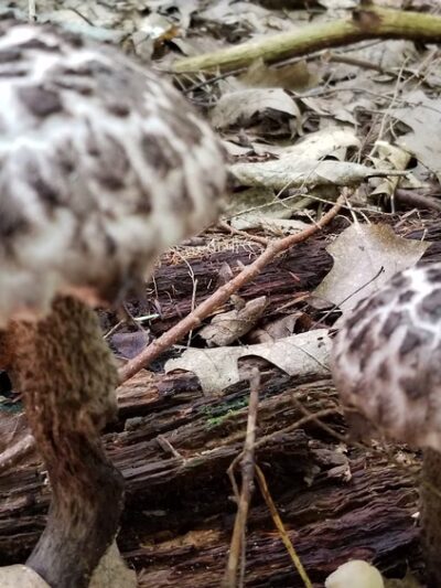 Margaret Lindley Park - Williamstown, MA