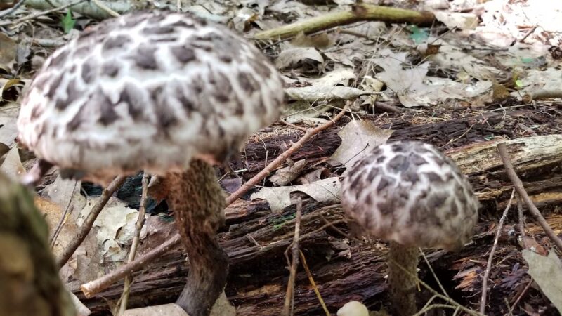 Margaret Lindley Park - Williamstown, MA