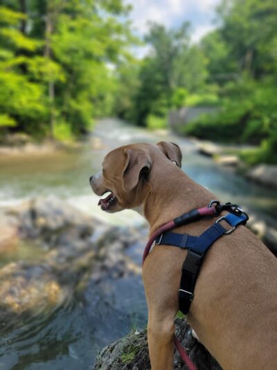 Mount Hope Park - Williamstown, MA