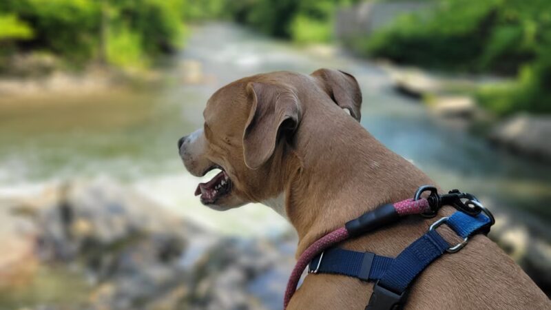 Mount Hope Park - Williamstown, MA