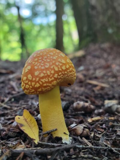 Mount Hope Park - Williamstown, MA