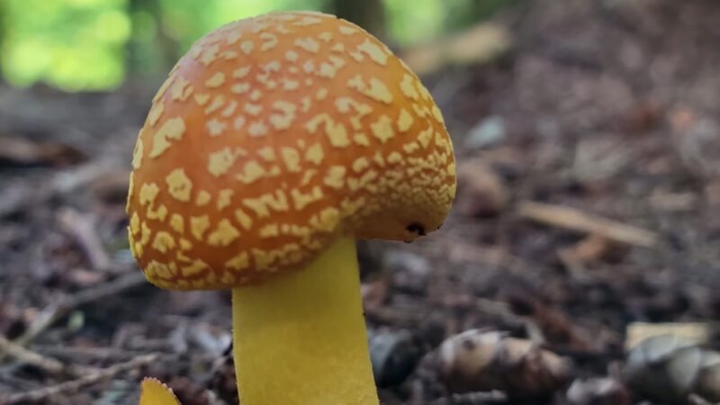 Mount Hope Park - Williamstown, MA