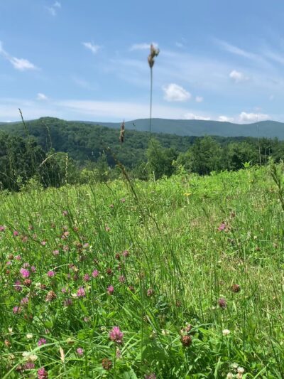 Mountain Meadow Preserve - Williamstown, MA