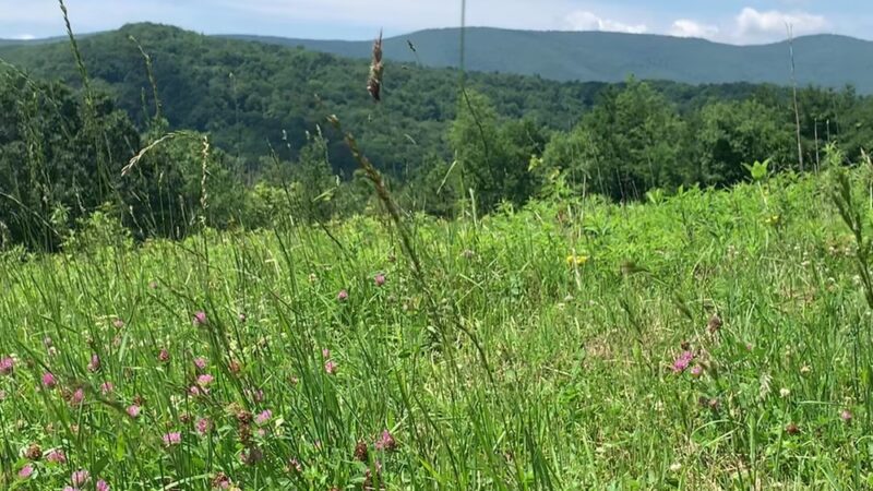 Mountain Meadow Preserve - Williamstown, MA
