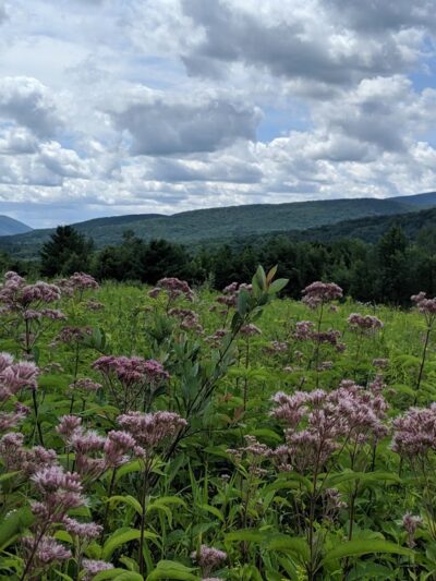 Mountain Meadow Preserve - Williamstown, MA