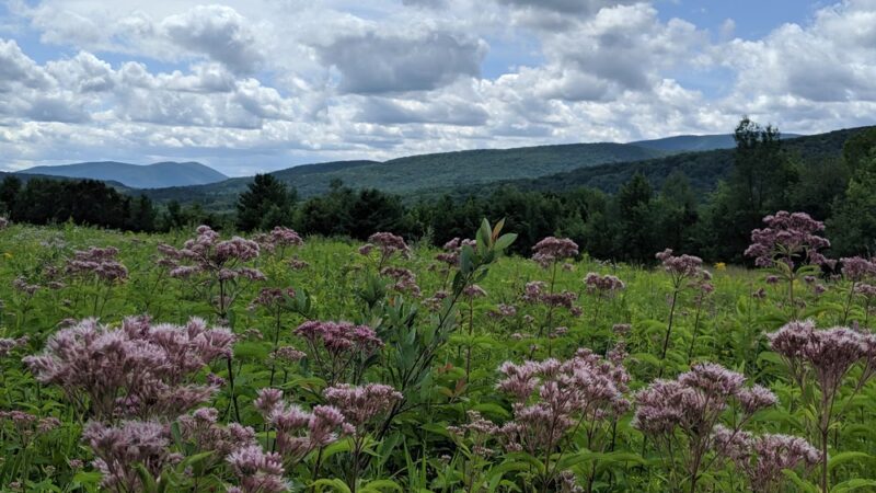 Mountain Meadow Preserve - Williamstown, MA