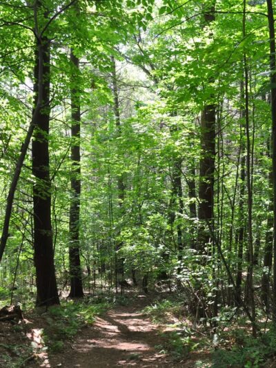 Mountain Meadow Preserve - Williamstown, MA