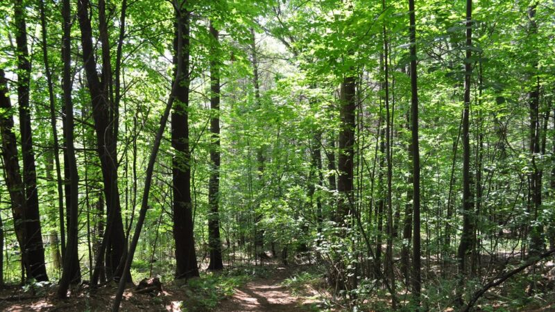 Mountain Meadow Preserve - Williamstown, MA