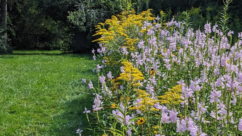 Spruces Park - Williamstown, MA