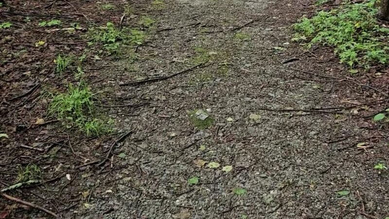 Taconic Trail State Park - Williamstown, MA