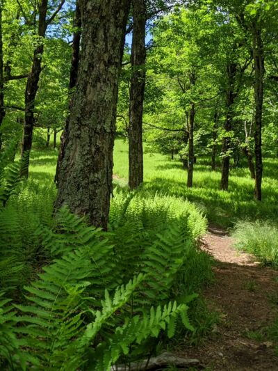Taconic Trail State Park - Williamstown, MA